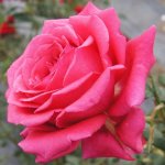Johline Hybrid Tea Rose 5LT
