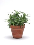 Rosemary Simplyherbs Seed - 5 Multi-pellet Seed
