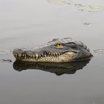 1PC Floating Crocodile Head Decoration Resin Simulation Animal Floating Crocodile Head Statue Garden Art Crocodile Head Decorati