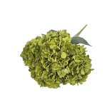 Hydrangea Green 48CM