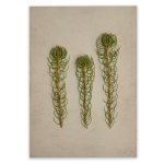 Fynbos 5 Art Print - A2 No Frame Print Only