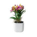 Dusty Pink Pansy In Pot 30CM