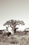 The Lone Baobab Art Print - Matte Fine Art Print No Frame A1