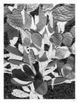 Cacti Cowboy 2 Art Print - A3