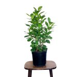 Ficus - Moclame - 19CM Nursery Pot