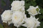 Pope John Paul II Hybrid Tea Rose 5LT