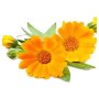 Calendula Macerated Organic Carrier Oil - 10 Ml