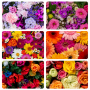 Flowers Placemats - Set Of 6 - 40CM X 30CM - Steglio