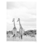 Super Safari 2 Art Print - A2
