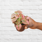 Polka Dot Plant - Mixed In 10CM Nursery Pot