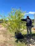Salix Mucronata 100LT