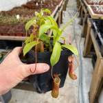 Tropical Pitcher Nepenthes 'ventrata' - Large Plant In 12CM Plastic Pot