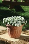 Petunia Carpet White Seed - 5000 Pelleted Seed