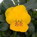 Viola Sorbet Yellow Xp Seed - 500 Raw Seed