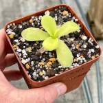 Butterwort Pinguicula Gigantea