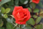 Anita Charles Miniture Rose