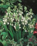 Galtonia Candicans Bulbs