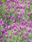 Lavender Stoechas Bella Rouge 15CM Pot