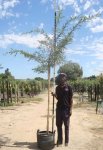 Acacia Sieberiana Paperbark 40LT
