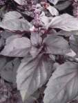 Basil Dark Opal Seed - 100 G Raw Seed