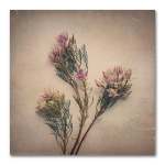 Blushing Brides Square 1 Art Print - 100 X 100CM No Frame Print Only