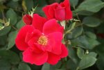 Knock Out Rose 5LT