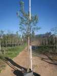 Celtis Africana 40LT White Stinkwood