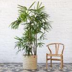 Broadleaf Lady Palm - Extra Large - In Sinan Palm Leaf Basket