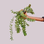 Flying Goldfish Plant - 12CM Hanging Basket