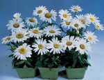 Shasta Daisy F1 Snow Lady Seed - 250 Raw Seed