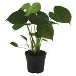 Pnp Small Green Plant