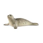Wildlife - Seal