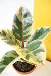 Rubber Plant - Ficus Elastica Robusta Tineke 30CM
