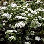 Ammi Visnaga Green Mist - 100 Raw Seed