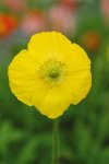 Poppy Champagne Bubbles F1 Yellow Seed - 500 Primed Seed