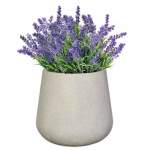 Planted Colorado Sun - Lavender Pistachio