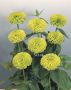 Zinnia Elegans Giant Lime - 20 Raw Seed