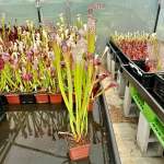 Trumpet Pitcher Sarracenia 'sarracenia 106 ' - Medium To Large Plant. 12CM Plastic Container.
