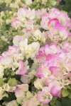 Bougainvillea Yani’s Delight 10LT