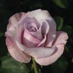 Super Bowl Hybrid Tea Rose 5LT