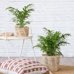 Love Palm - 12CM Nursery Pot