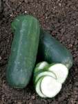 Cucumber Ashley Seed - 100 G Raw Seed