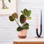 Prayer Plant - 14CM In 16CM Pink Pluto Planter
