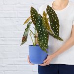 Polka Dot Begonia - In Cobalt Blue Emerson Planter