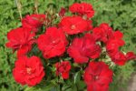 Rooi Rokrose 5LT