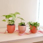 MINI Plants In Pink Pots - Golden Pothos In Pink