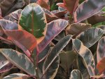 Ficus Elastica Ruby Seedlings - 3 Plug Plants