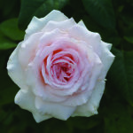 Brumilda Van Rensburg Rose 5LT