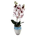 White & Burgundy Orchid In Blue Pot 55CM