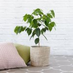 Coffee Tree - In Senegalese Basket